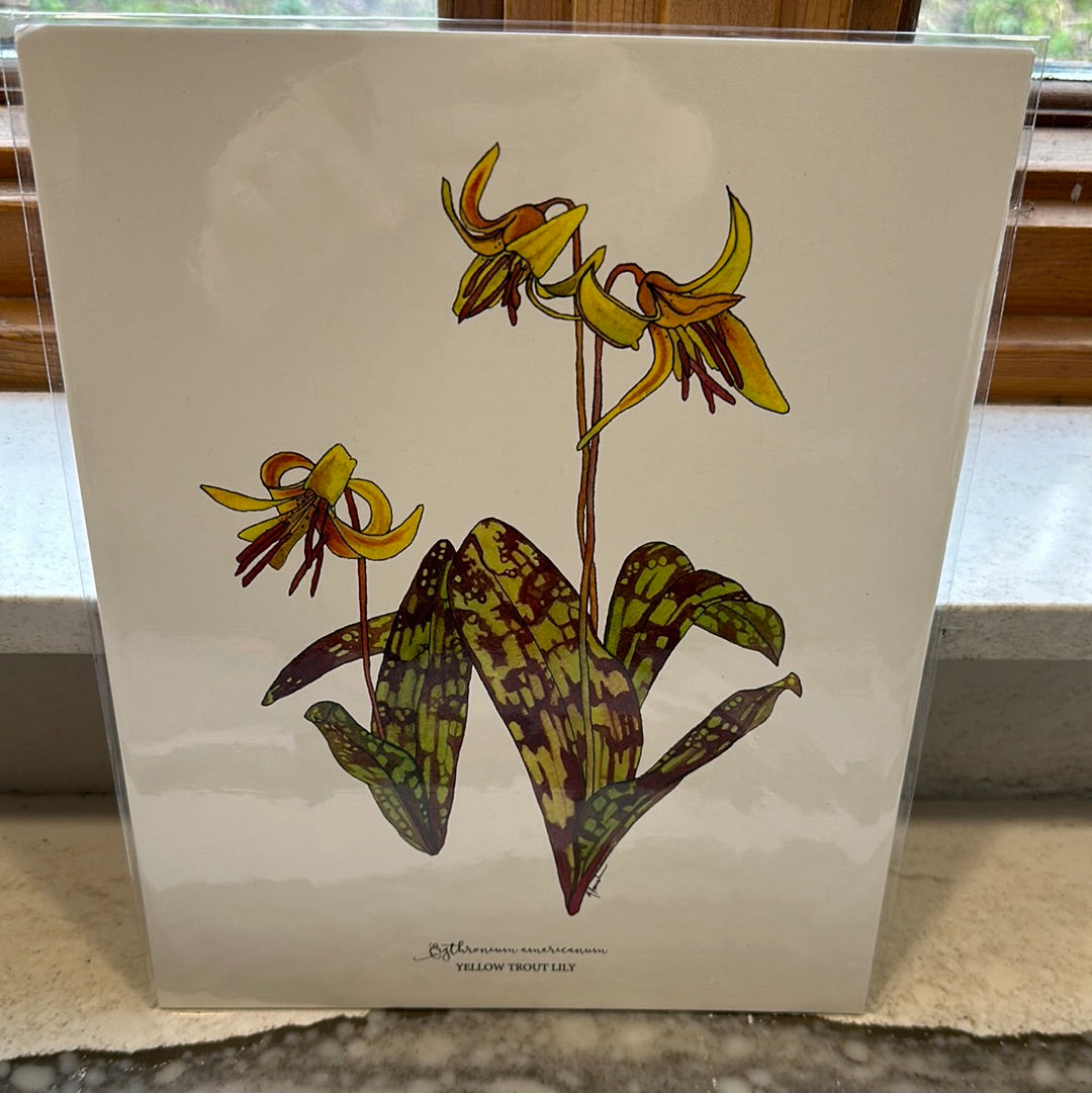 Michigan Wildflowers 8x10 Print