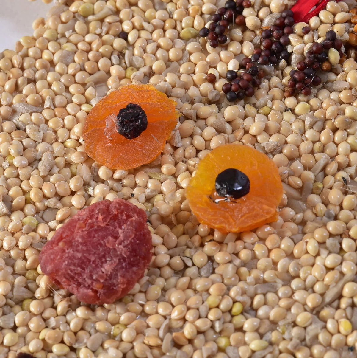 Woodland Friends Christmas Cookie Assortment