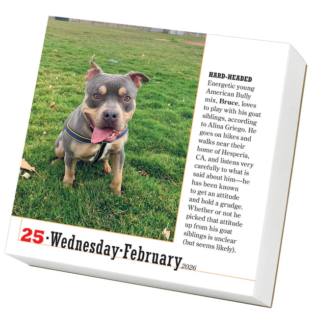 365 Dogs Page-A-Day Calendar 2026