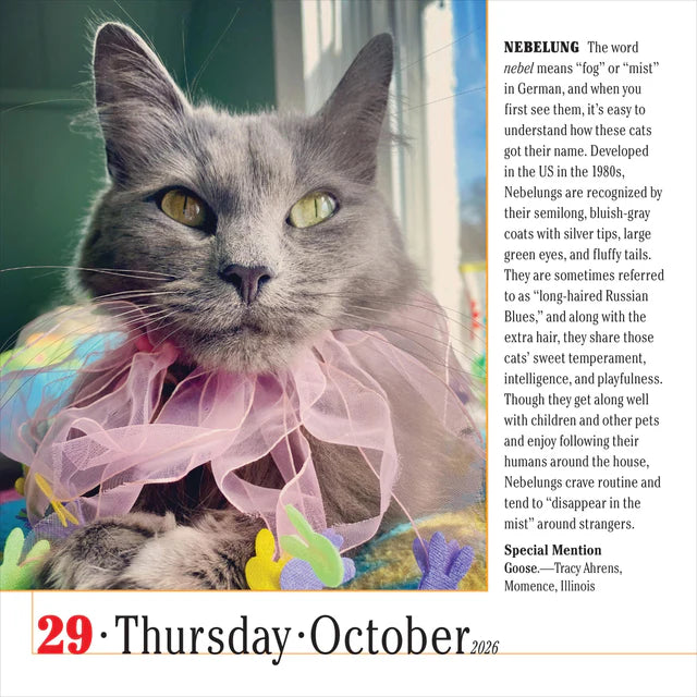 365 Cats Page-A-Day Calendar 2026