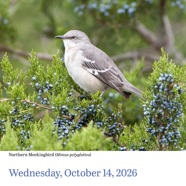 Audubon Birds Page-A-Day Calendar 2026