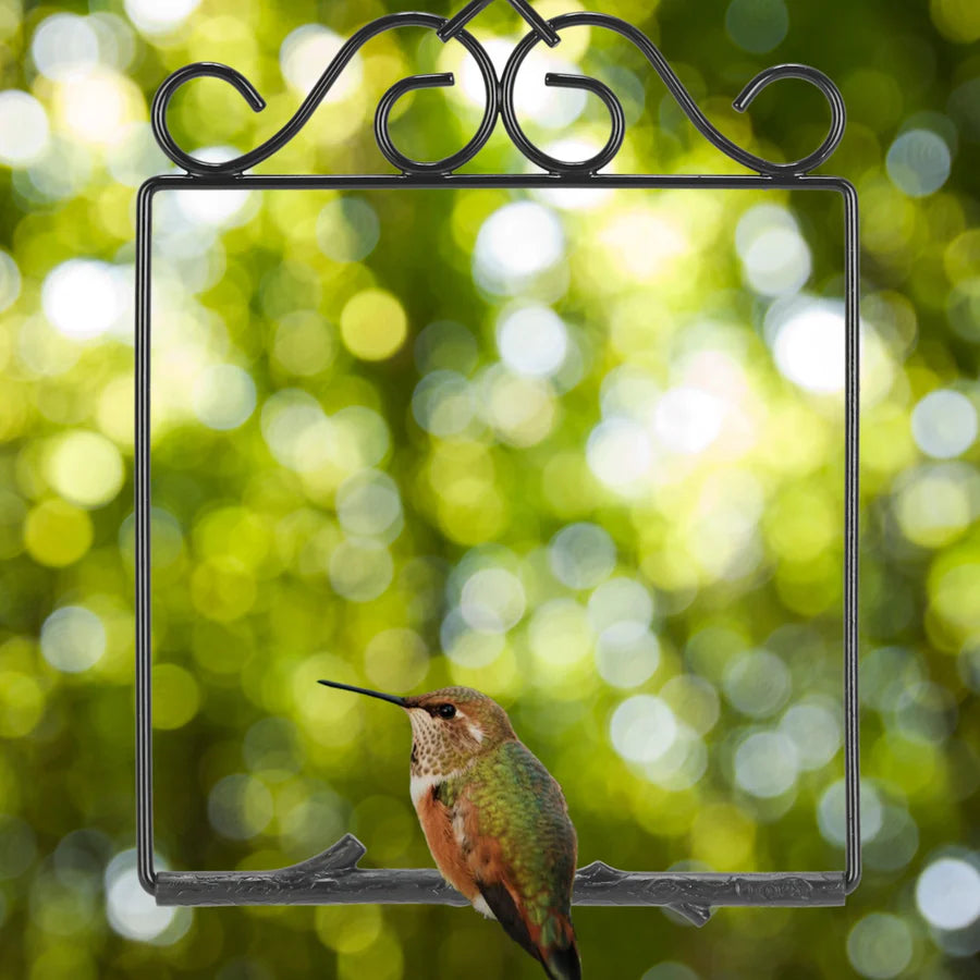 Hummingbird Swing