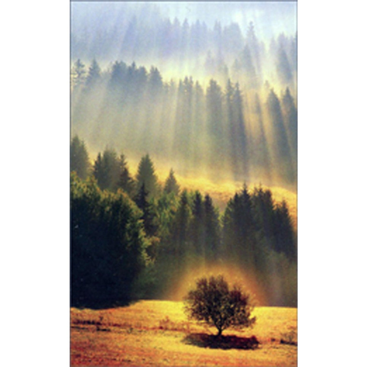 Sunray Forest Mini Card