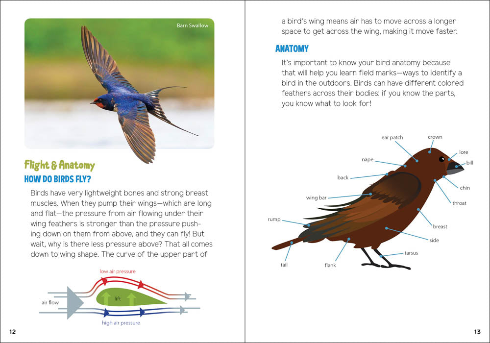 Backyard Birding For Kids