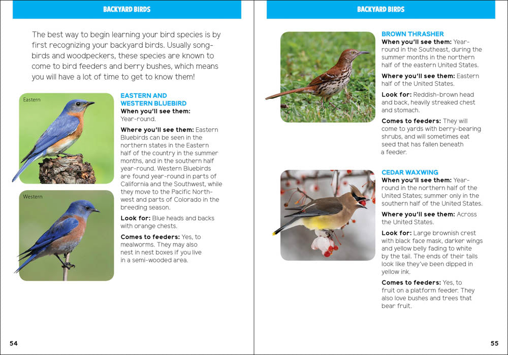 Backyard Birding For Kids