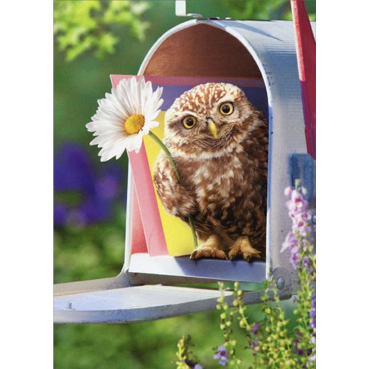 Owl in Mailbox Mini Card