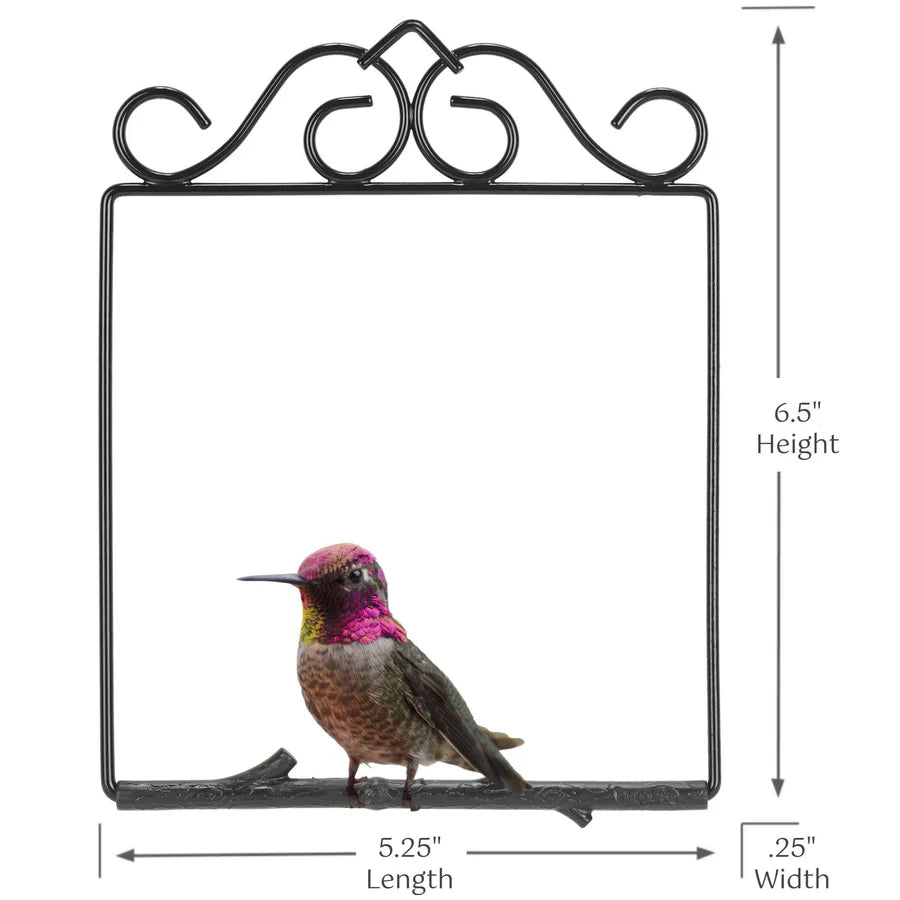Hummingbird Swing