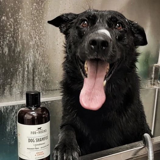 Fox+Hound Dog Shampoo+Conditioner