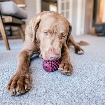 Lg Rubber Pinecone Toy