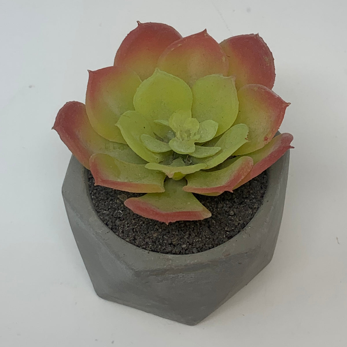 Geometric Cement Succulent