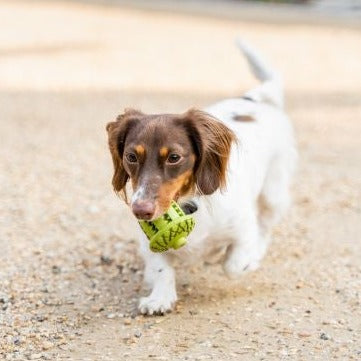 Rubber Acorn Chew Toy