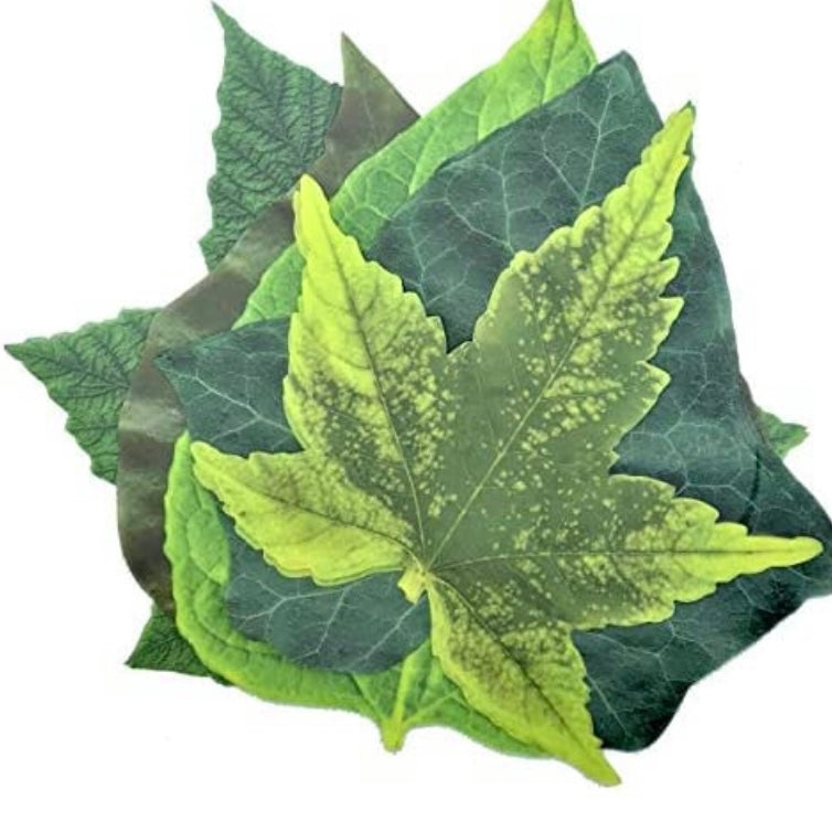 Sisson Parchment Leaves
