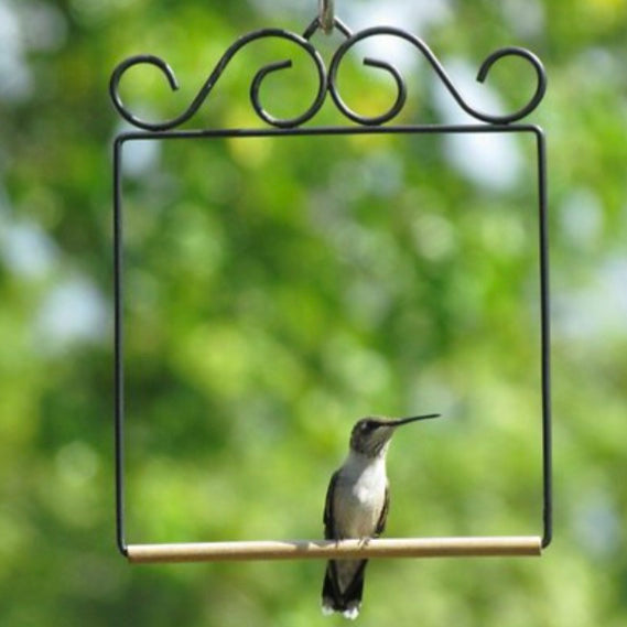 Hummingbird Swing