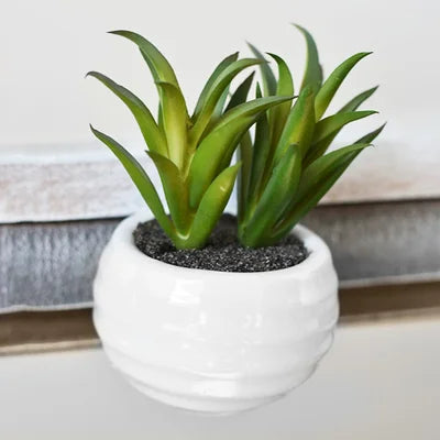 Magnet Pot Succulent