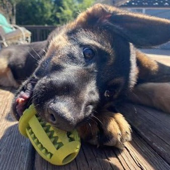 Rubber Acorn Chew Toy