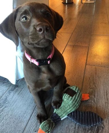 Interactive Plush Squeaker Toy