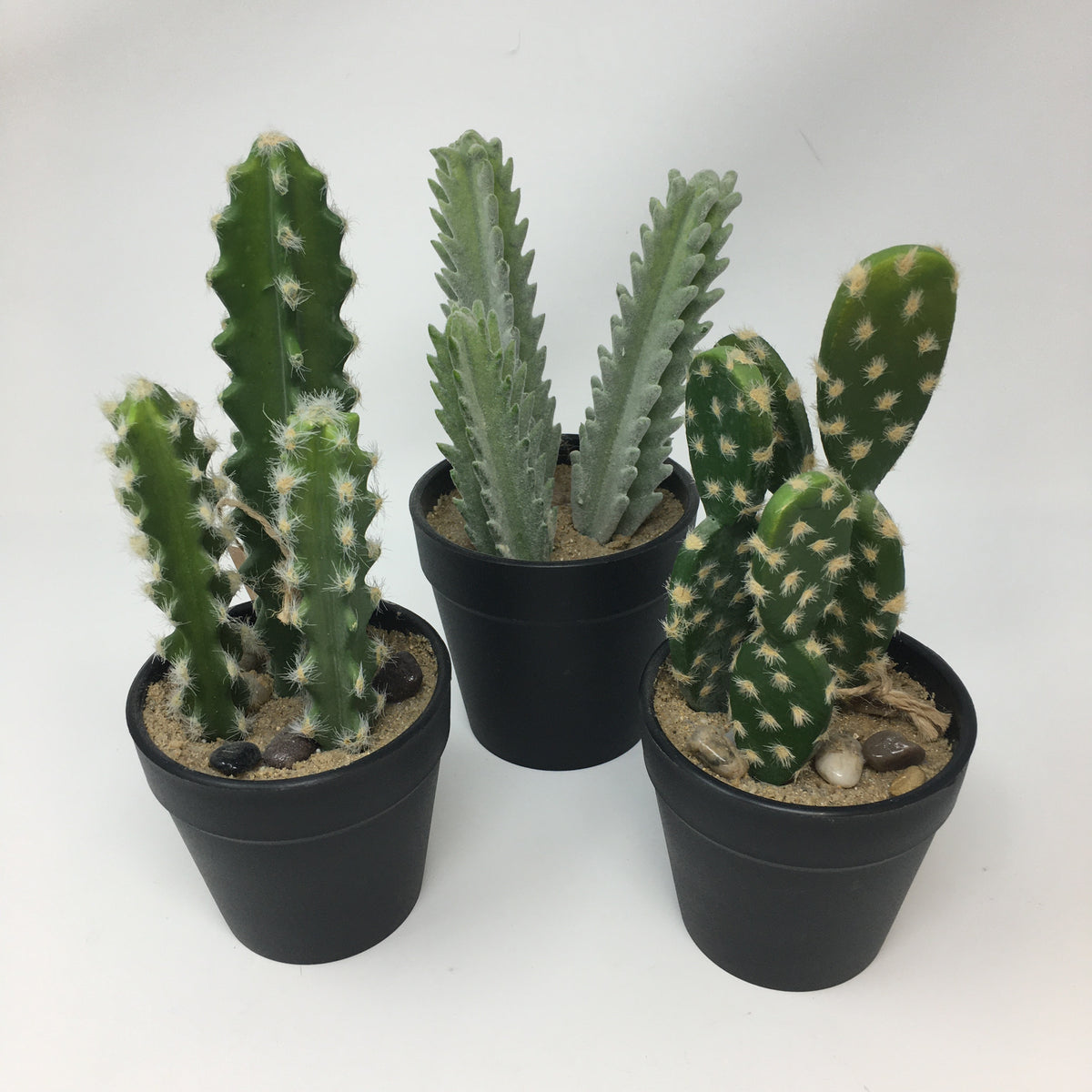 Cactus Potted Succulent