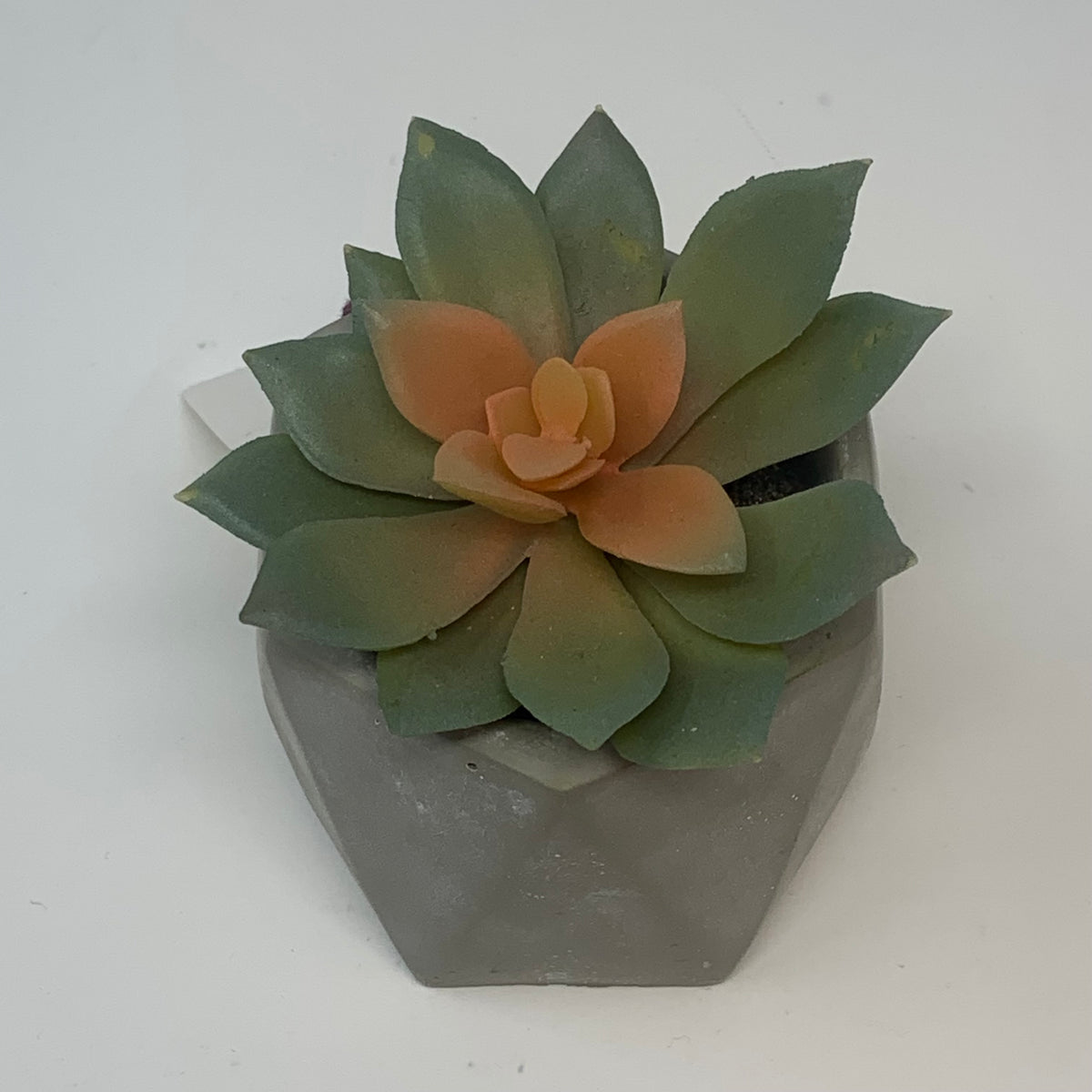 Geometric Cement Succulent