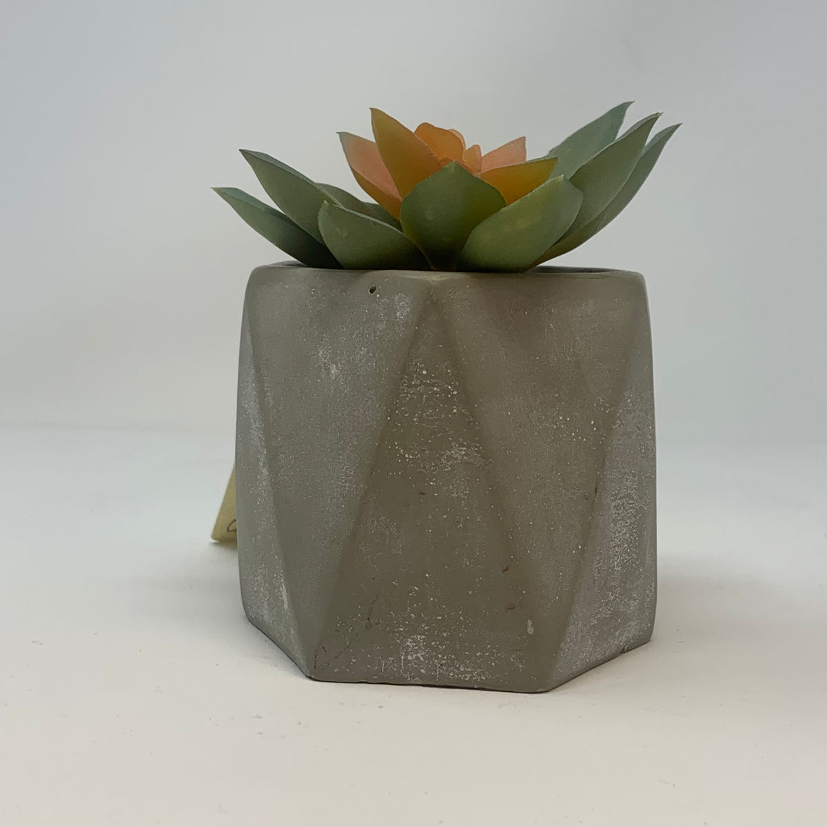 Geometric Cement Succulent