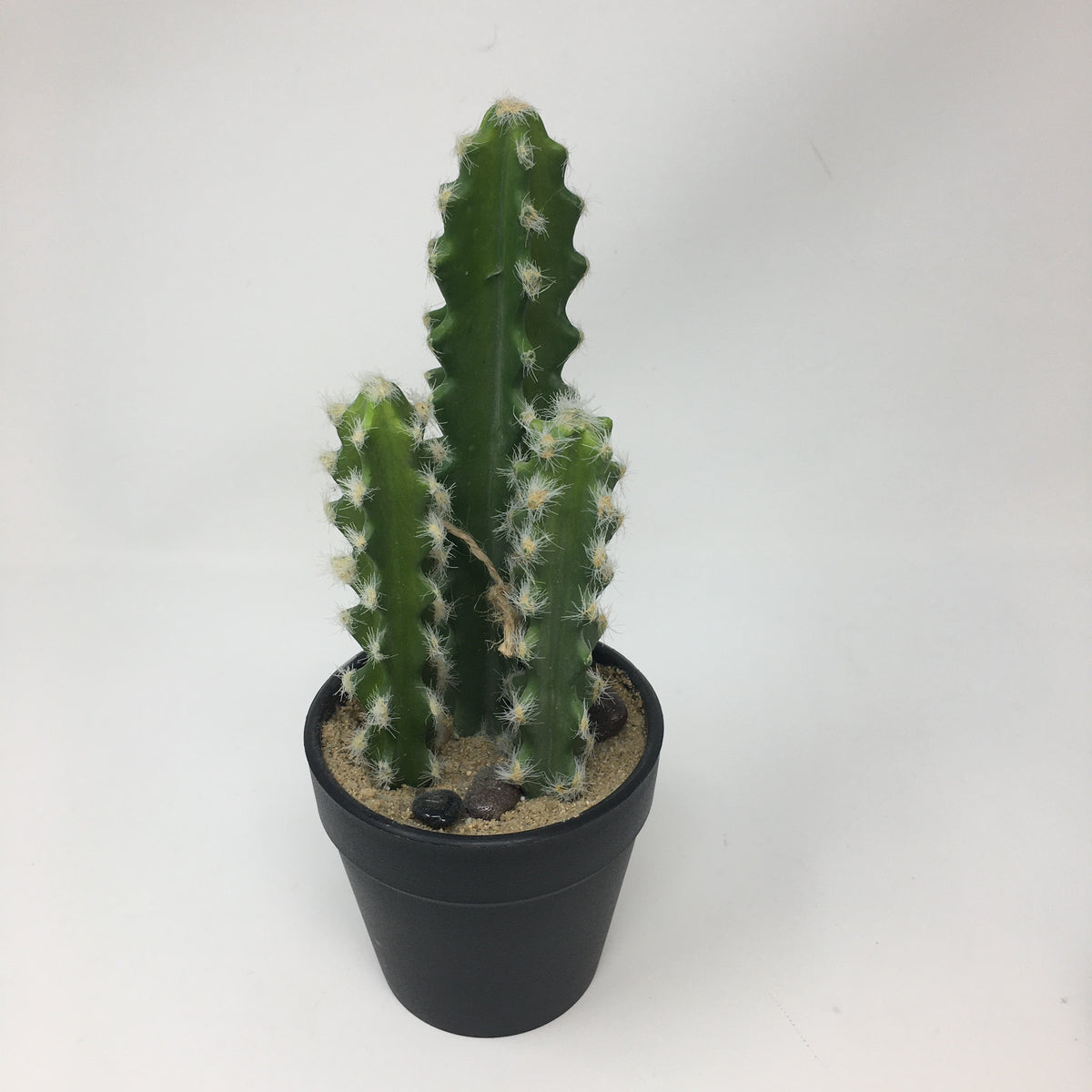 Cactus Potted Succulent