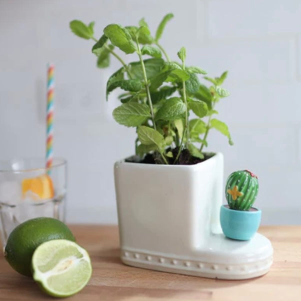 Can&#39;t Touch This Cactus Nora Mini