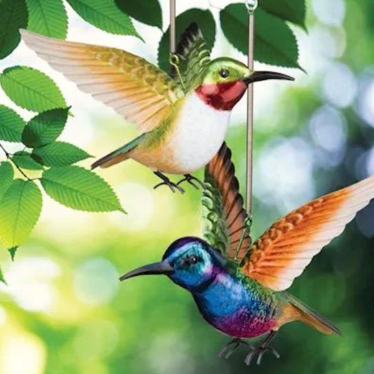Hummingbird Bouncie
