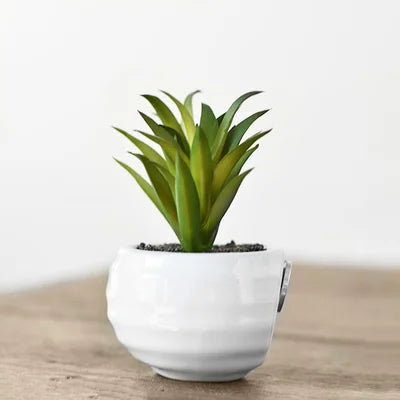 Magnet Pot Succulent