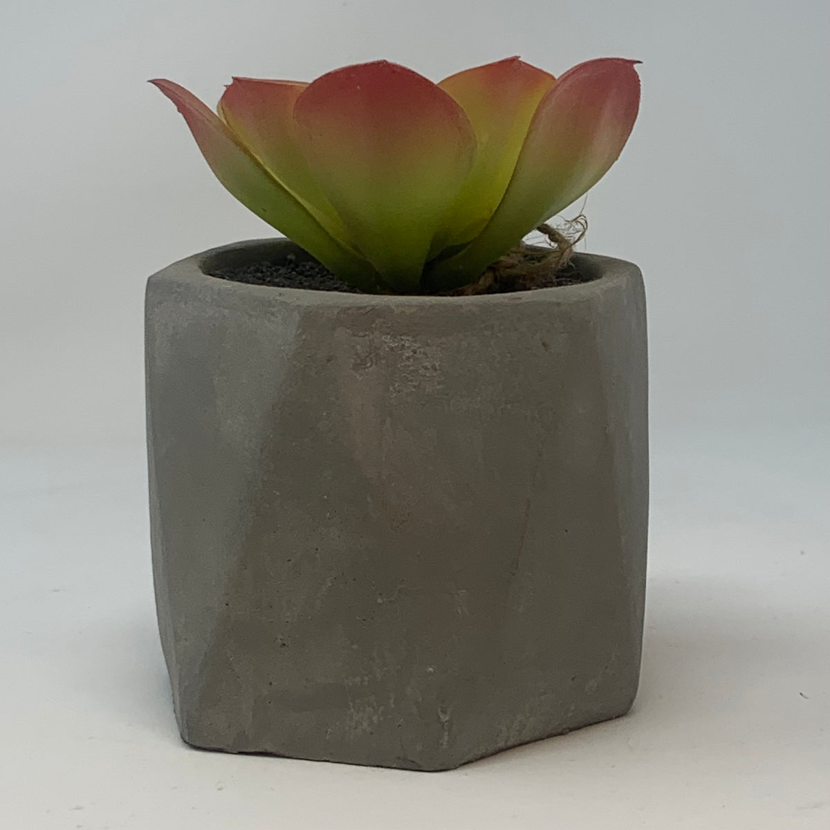 Geometric Cement Succulent