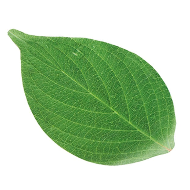 Sisson Parchment Leaves