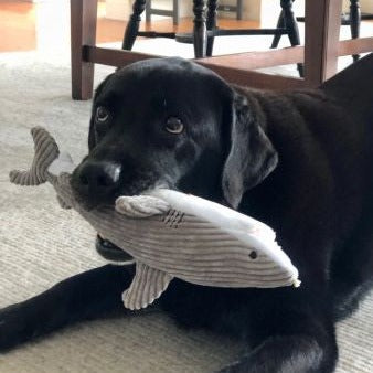 Interactive Plush Squeaker Toy