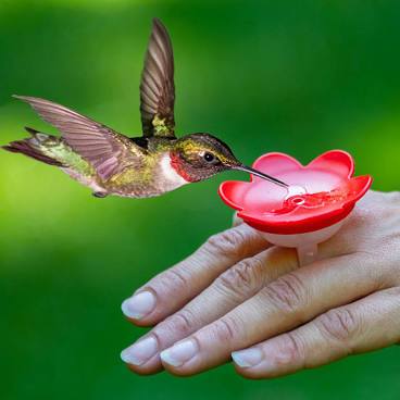 Hummingbird Feeding Ring